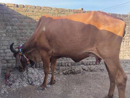 3 વેતર ગાય વેચવાની છે