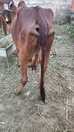 ગીર ગાય વેસવાની સે