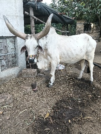 બળદ વેચવાનો છે