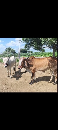 બળદ વેચવાના છે