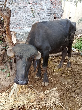 ખડેલી અને પાડી વેચવાના સે