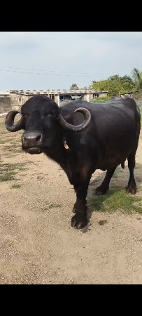 ભેંસ વેચવાની છે