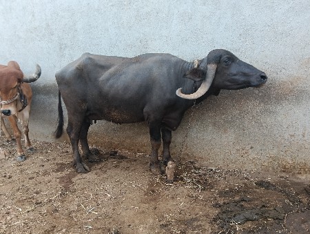 ભેંસ વેસ વાની છે