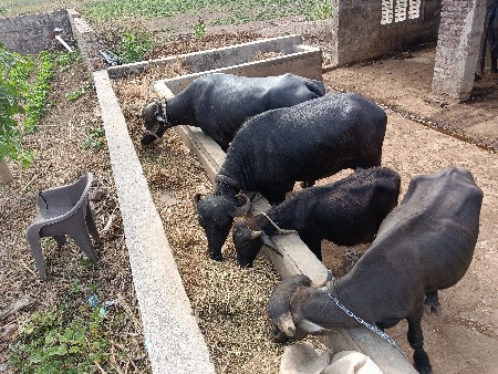 1 ભેંસ 3 ખળેલા