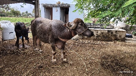 ભેંશ વેચવાની છેં