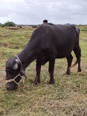 રામ વડોદરા