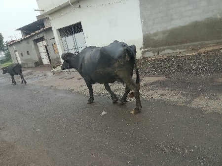 આ બે ભેંસો વેચવાની છે