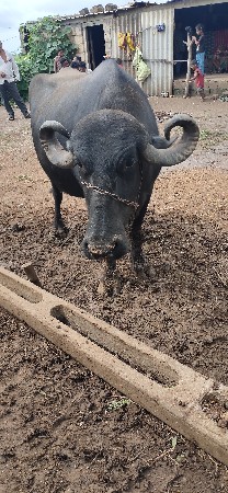 બીજા વેતર ખડેલુ