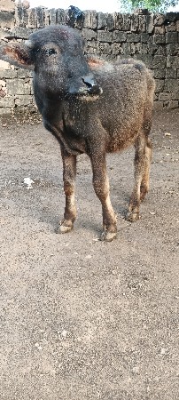 9 મહિનાની પાડી વેચવાની છે