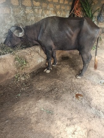 ભેંસ વેચવાની છે