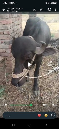 8 ખડેલા વેચવા ની છે