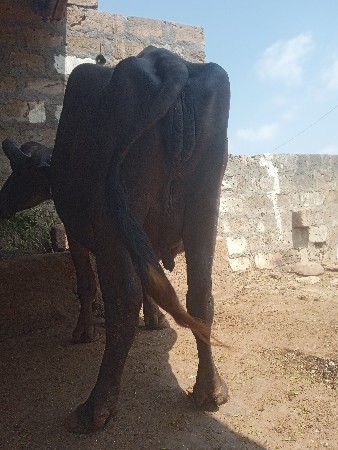 ભેંસ