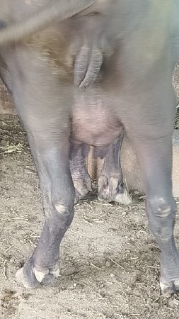 ભેંસ વેચવાની છે ગામ લીલાપુર