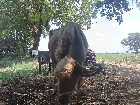 ભેસ