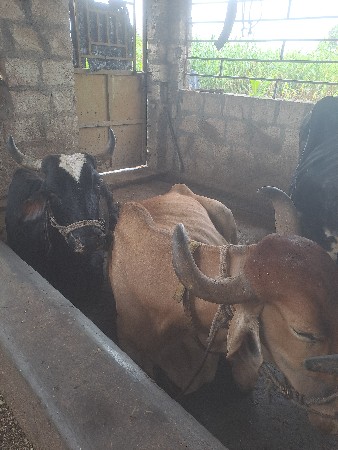 બલદ વેચવાના છે