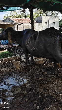3 vetar vayase