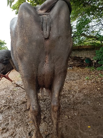 ભેંસ વેચવાની છે