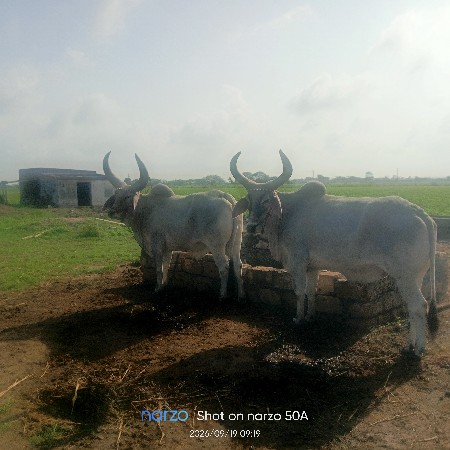 વેચવાના છે