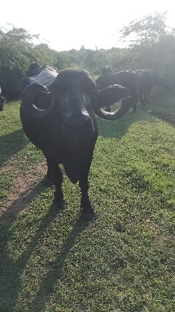 ભેંશ વેચવાની છે