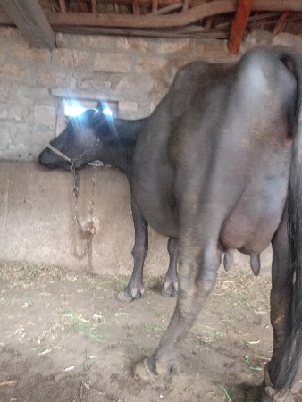 ભેંસ વેચવાની છે