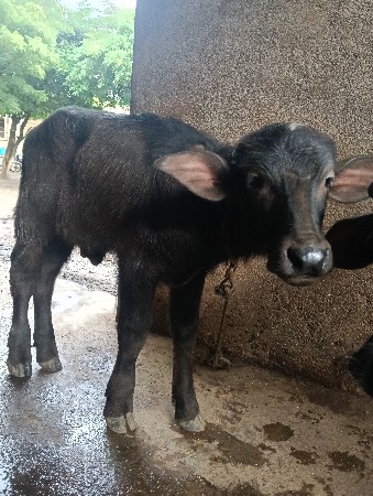 પાડો વેચવાનો છે
