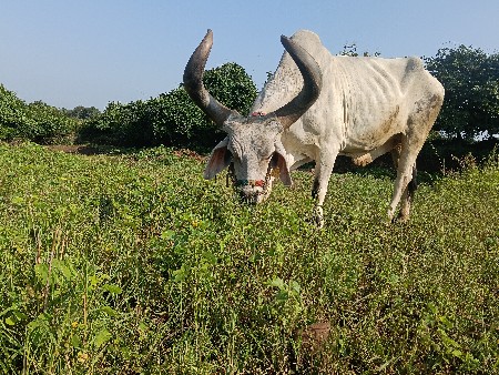 વેચવા નો છે
