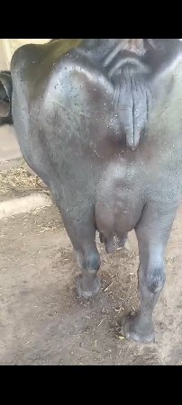 ભેંસ વેચવાની છે