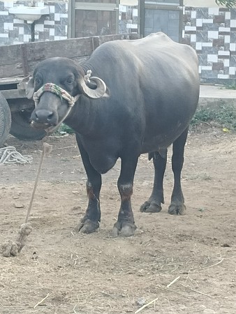 ભેંસ વેચવાની છે