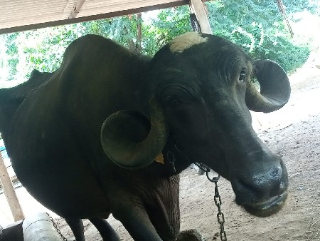 bhesh vechva ni se