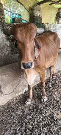 ગાય લેવા ની છે