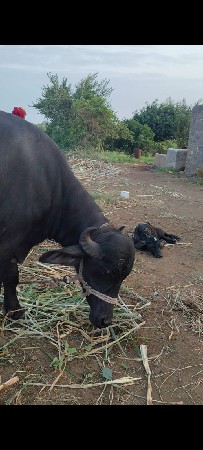 ખળેલી વેસવાની છે