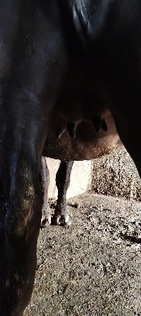 ખળેલી વેચવાની છે