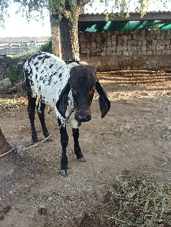 ગીર વાંસળી વેસવાની છે