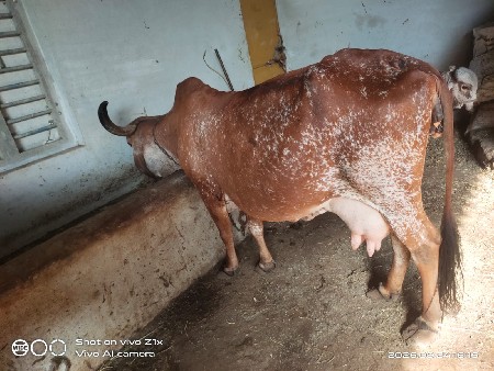 ગાય વેસવાની છે