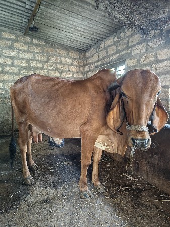 ગીર ગાય વેચવાની છે...
