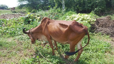 ગાય વેચવાની છે