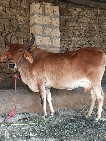 ટોટલ બે ગાયો વેચવાની છે