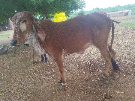 બે વરસની વાછડિ