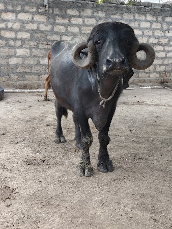 ભેંસ વેચવાની છે જાફરાબાદી