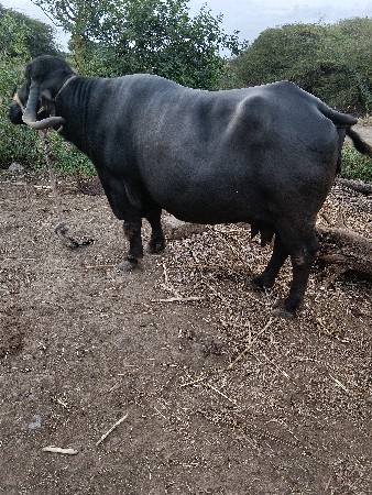 ભેંશ.વેશવાનીછે