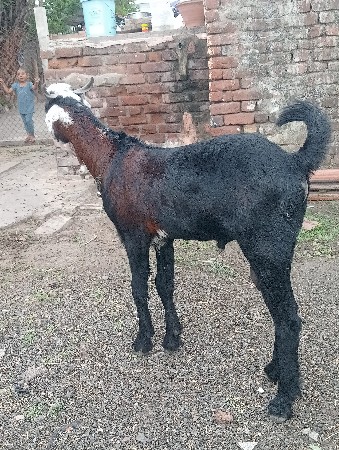 લતીબ. ભાઇ