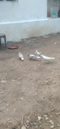 કબુતર વેચવાના છે