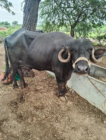 બિંદુ વેતર વિયાન નીચે પાડો 5દિવસ