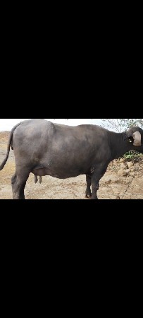 2 ભેસ વહેંચવા ની છે