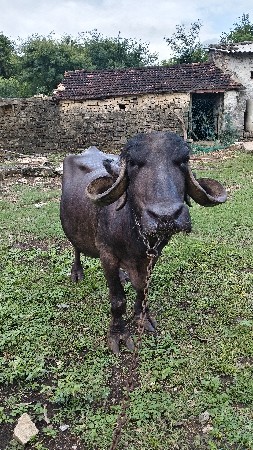 ભેંસ વેચવાની છે