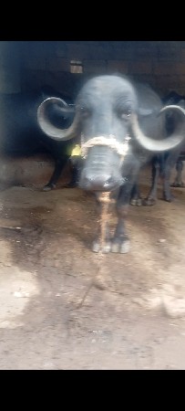 ભેસ વેચવાની છે