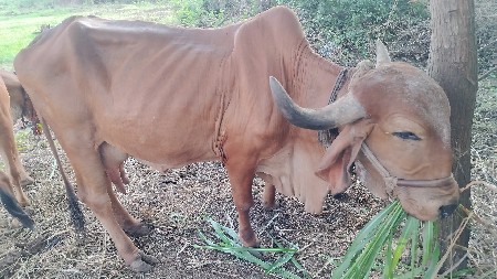 ગિર ગાય