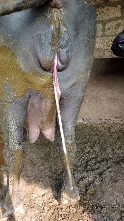 Bhensh vesvani se
