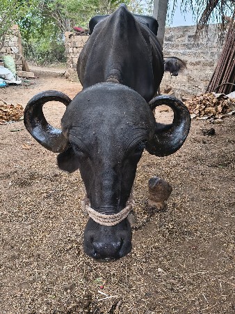જાફરી ભેસ અને ખડાય