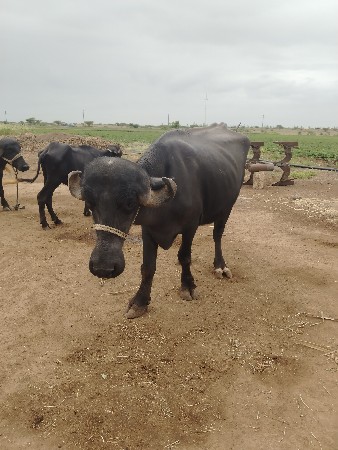 બિજુ વેતર